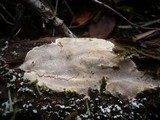 Perenniporia meridionalis image