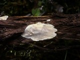 Perenniporia meridionalis image