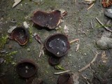 Flavoscypha phlebophora image