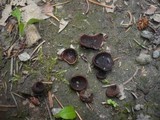 Flavoscypha phlebophora image