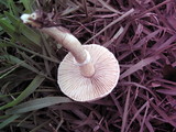 Stropharia coronilla image