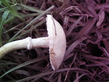 Stropharia coronilla image