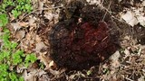 Ganoderma sessile image