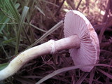 Stropharia coronilla image
