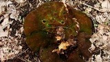 Ganoderma sessile image