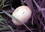 Stropharia coronilla image