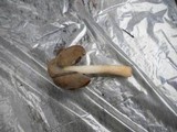 Helvella compressa image
