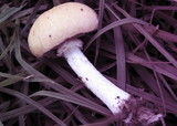Stropharia coronilla image