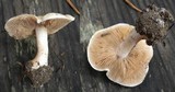 Hebeloma crustuliniforme image