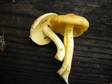 Rhodocollybia maculata var. scorzonerea image