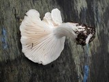 Hygrophorus ponderatus image