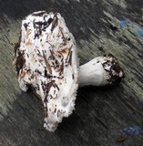 Hygrophorus ponderatus image