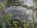 Buellia triseptata image