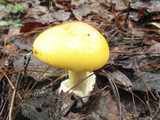 Amanita laurae image