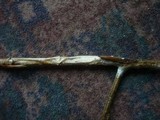 Phanerochaete bubalina image