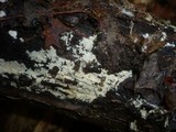 Phanerochaete sordida image