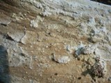 Phanerochaete sordida image