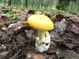 Amanita laurae image