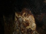 Phellinidium pouzarii image