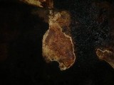 Phellinidium pouzarii image
