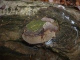 Phellinus tremulae image