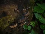 Phellinus igniarius image