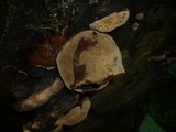 Phellinus igniarius image
