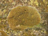 Caloplaca flavovirescens image