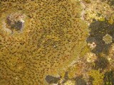 Caloplaca flavovirescens image