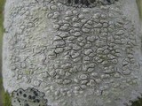 Pertusaria heterochroa image