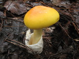 Amanita laurae image