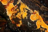 Ceriporia spissa image