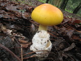 Amanita laurae image