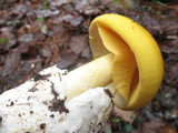 Amanita laurae image