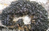 Collema polycarpon image