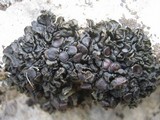 Collema polycarpon image