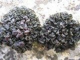 Collema polycarpon image