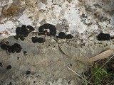 Collema polycarpon image