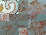 Collema polycarpon image