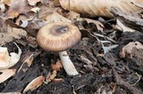 Psathyrella delineata image