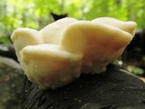 Tyromyces chioneus image