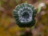 Arrhenia chlorocyanea image