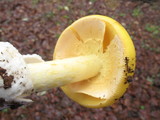 Amanita laurae image