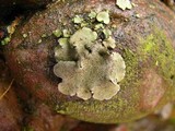 Dermatocarpon luridum image