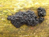 Exidia nigricans image