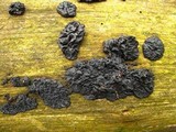 Exidia nigricans image