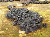 Exidia nigricans image