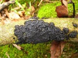 Exidia nigricans image