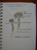 Hygrophorus inocybiformis image