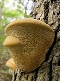 Spongipellis unicolor image